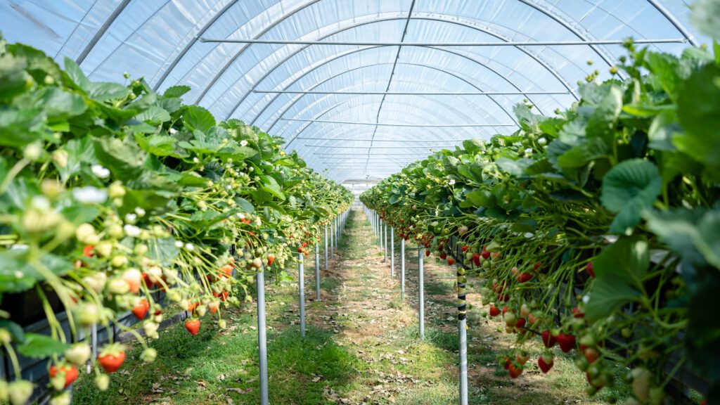 Rows of strawberry plants in a large greenhouse.